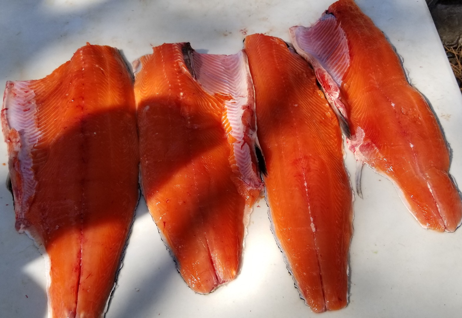 Klamath Salmon Drag ripping fun!
