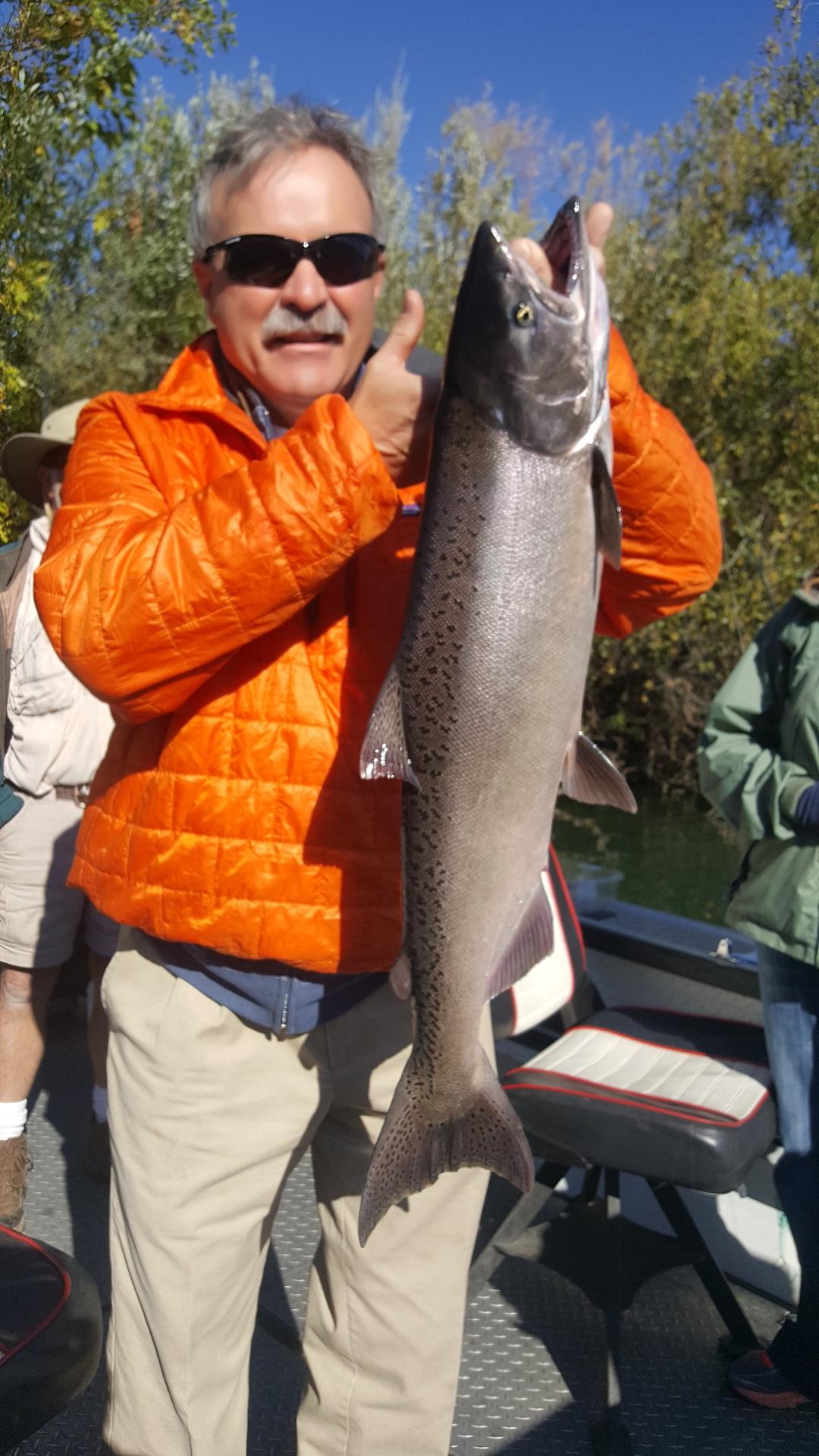 Sacramento salmon is on fire!