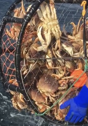 Crab season is coming !!