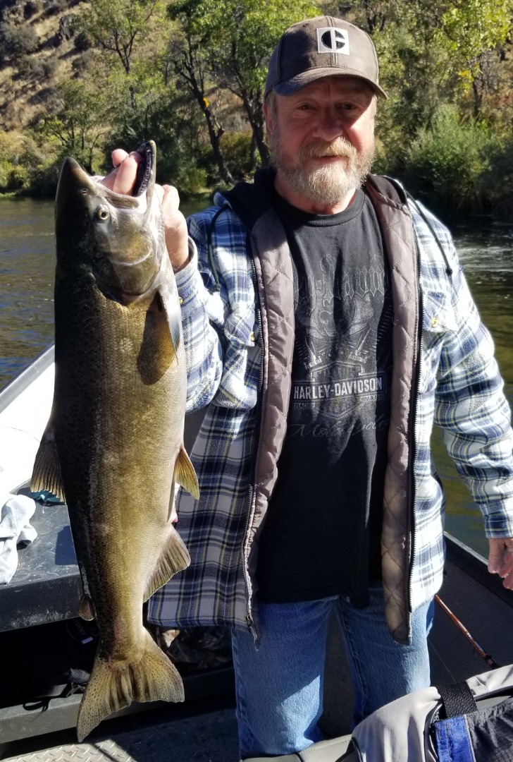 Upper Klamath river Salmon heating up