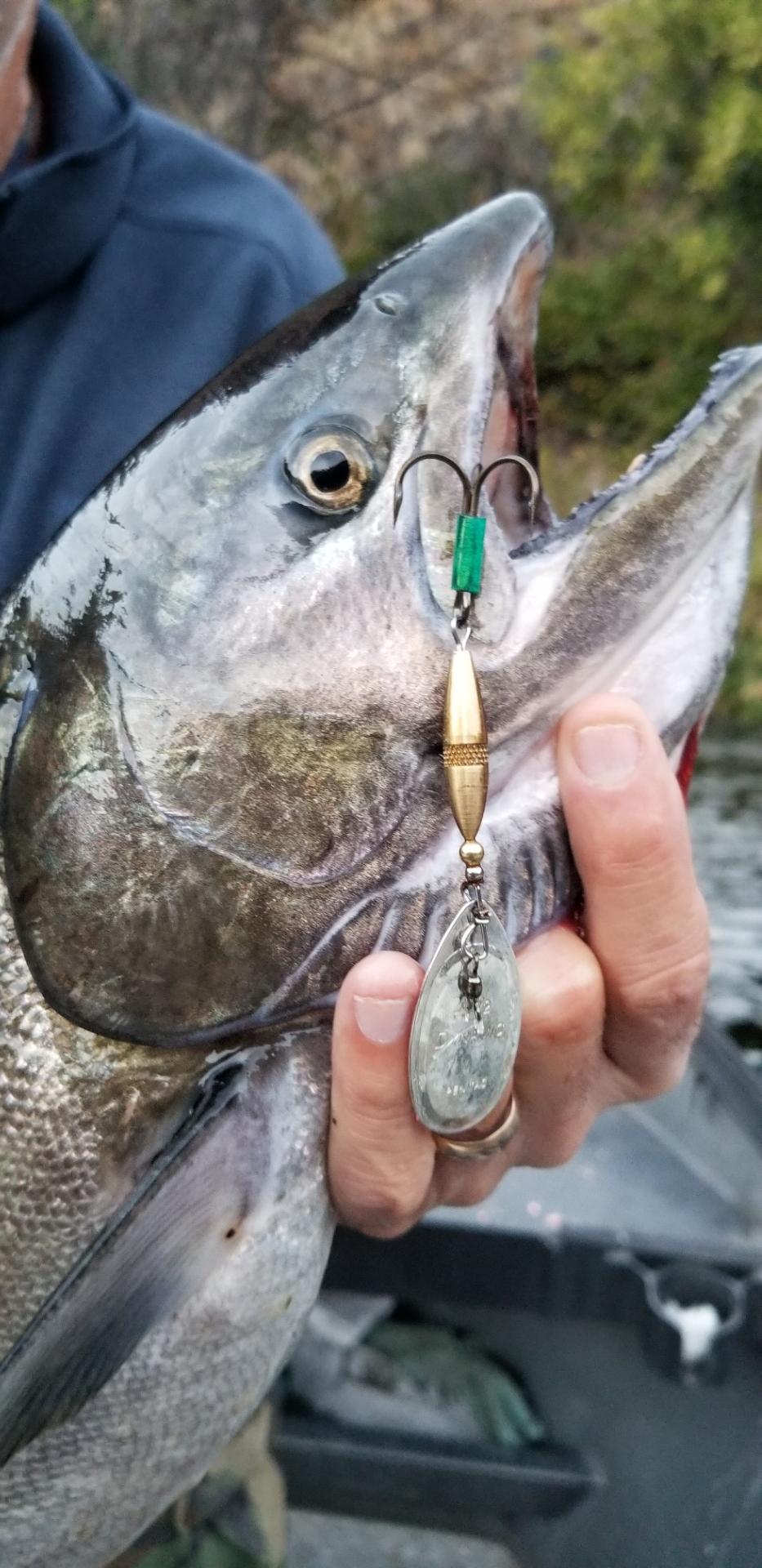 Upper Klamath Salmon ripping drag 