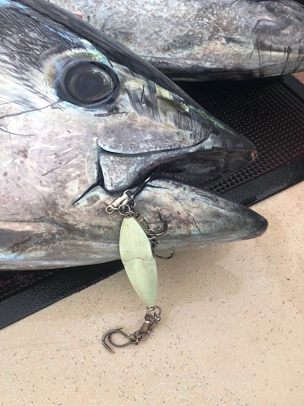Endeavor (Ventura) Fish Report - A Great Trip on the Outrider - September  9, 2018