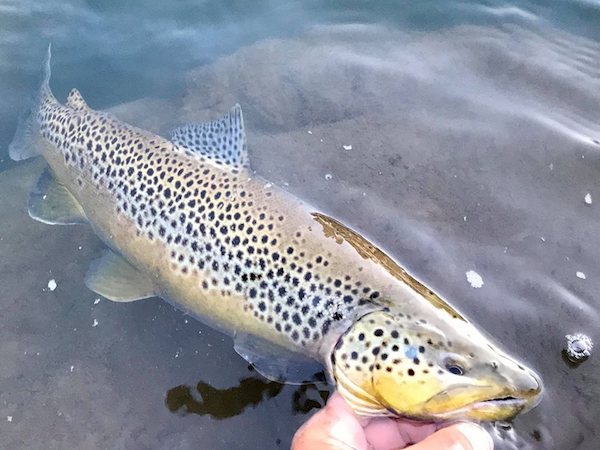  Beautiful Brown Trout 