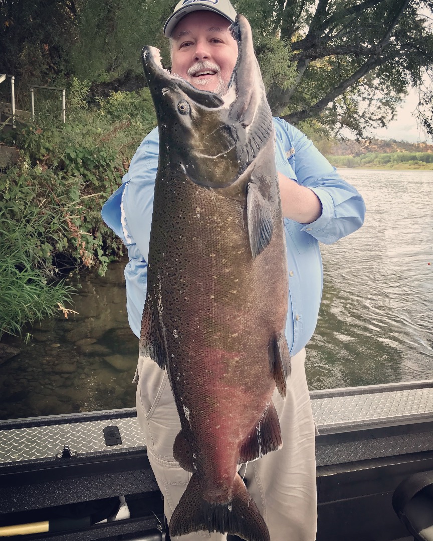 Sac River fall salmon surge! 