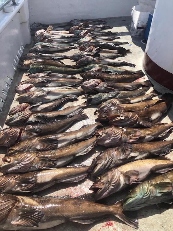  Took Full Limits of Rockfish and Ling Cod