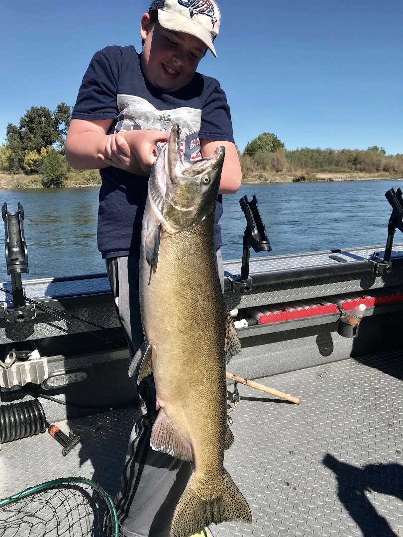 river sacramento fishing roe taking kings still