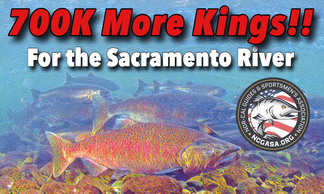 700K more fall salmon for the Sac!