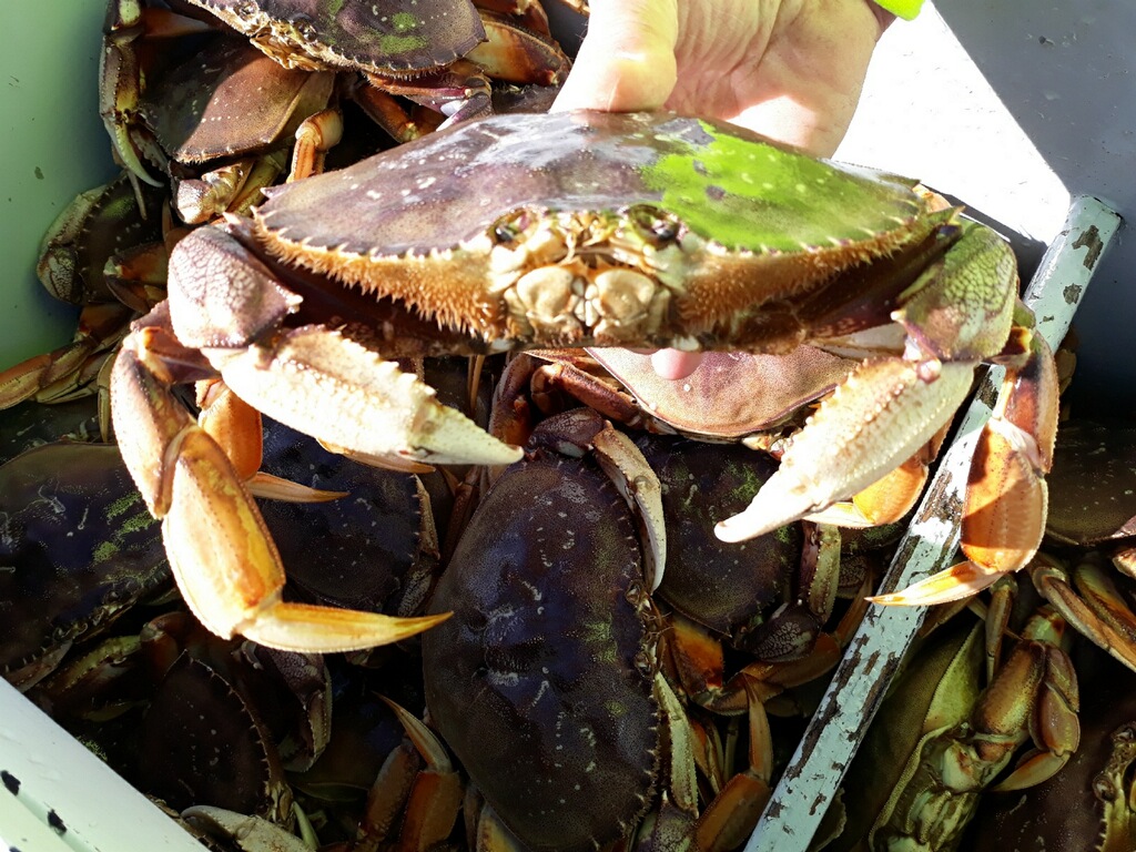 Salty Lady Crabbing!