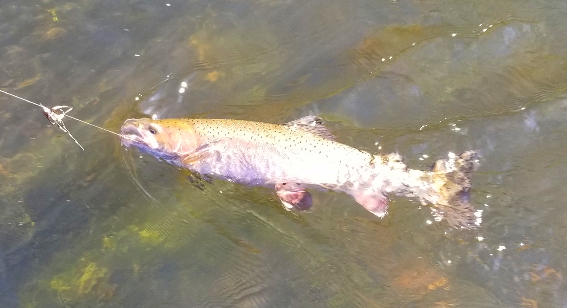 Krazy Klamath Steelhead bite