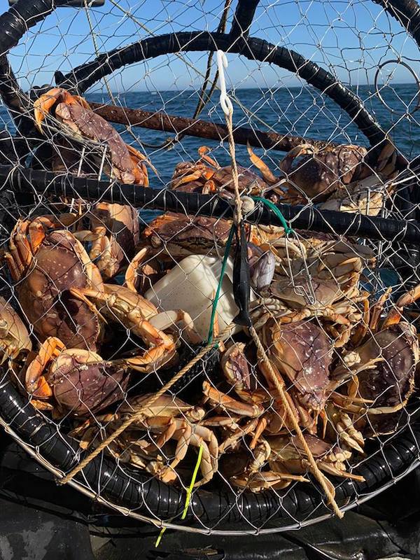 Farallon Islands, Crab Combo