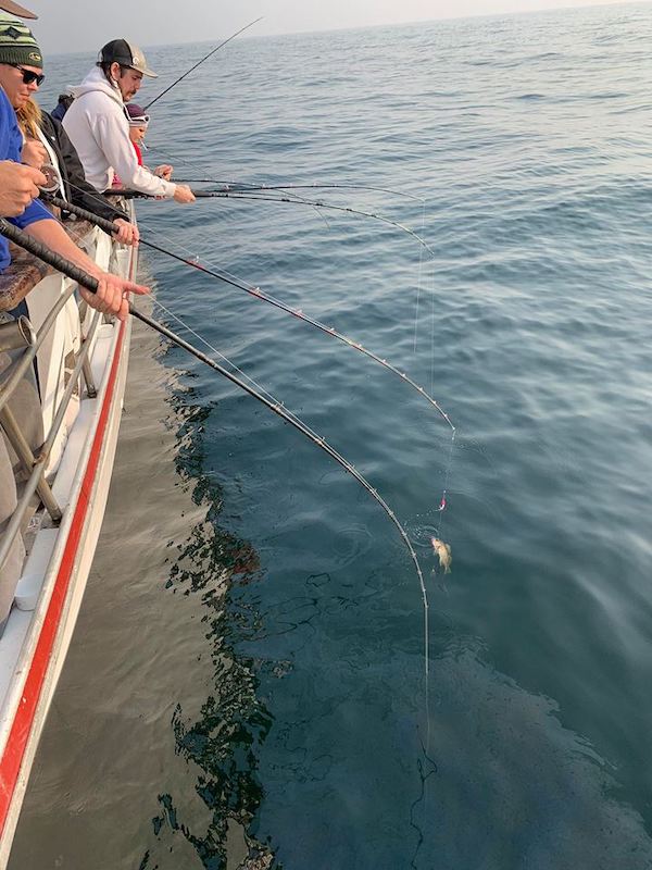 Wide Open Rockfish Bite 