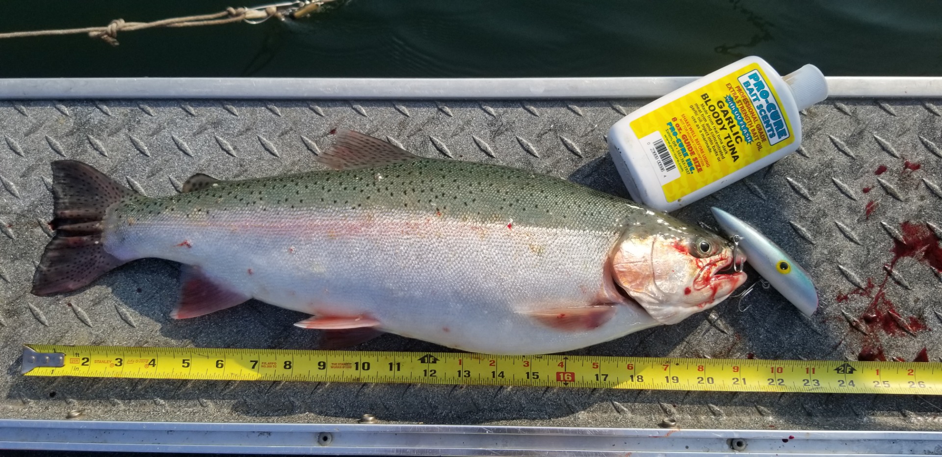 Dinner Bow's at Shasta Lake Trout 