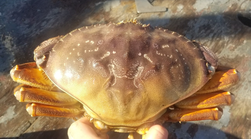 Saltwater Fishing Commercial Dungeness Crab Season Delayed in