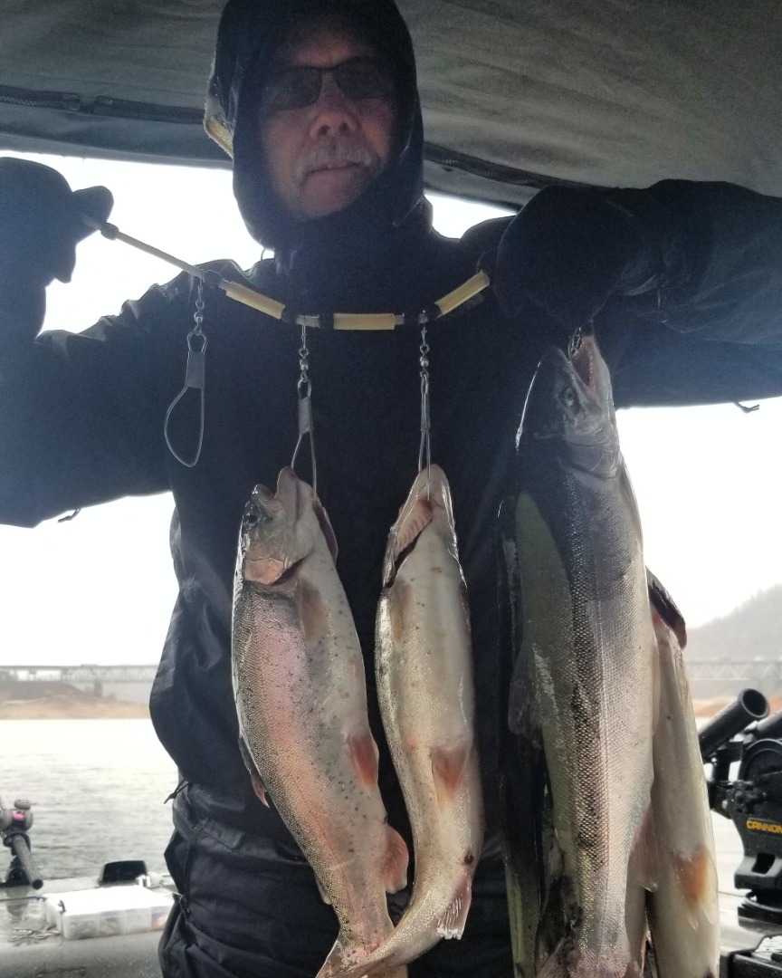 Shasta Bows biting in the Rain