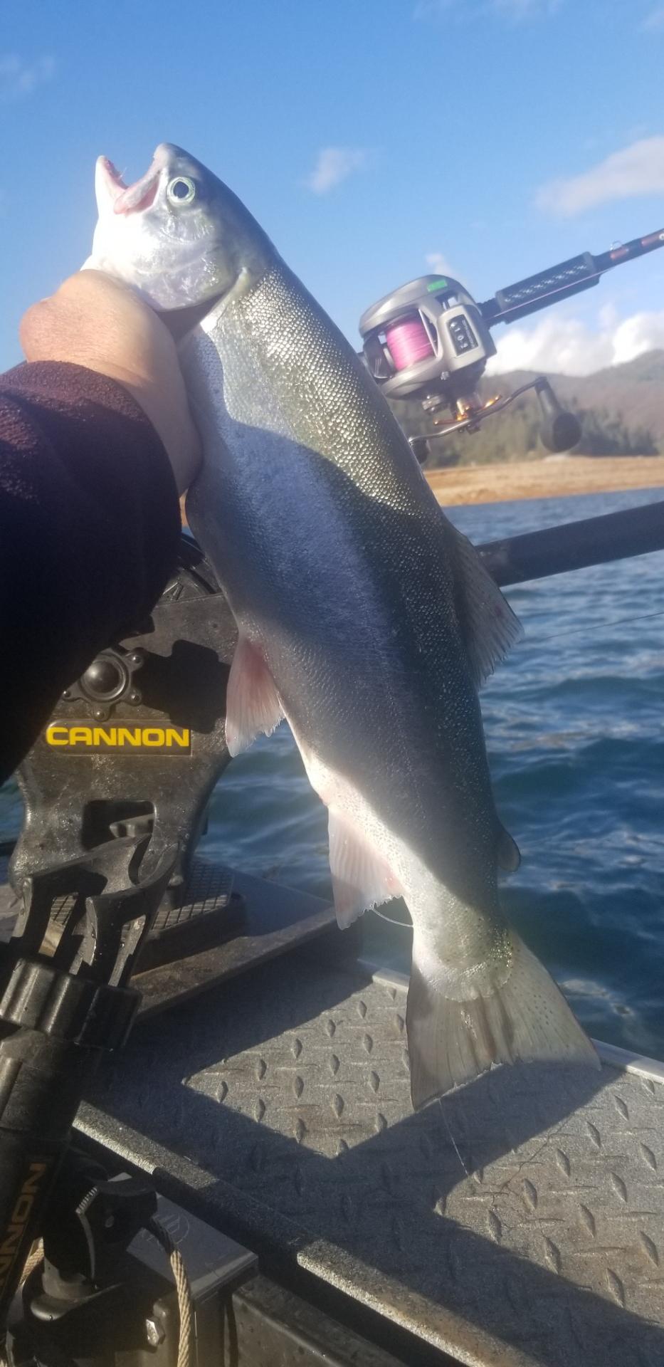 Post Storm bite awesome at Shasta Lake