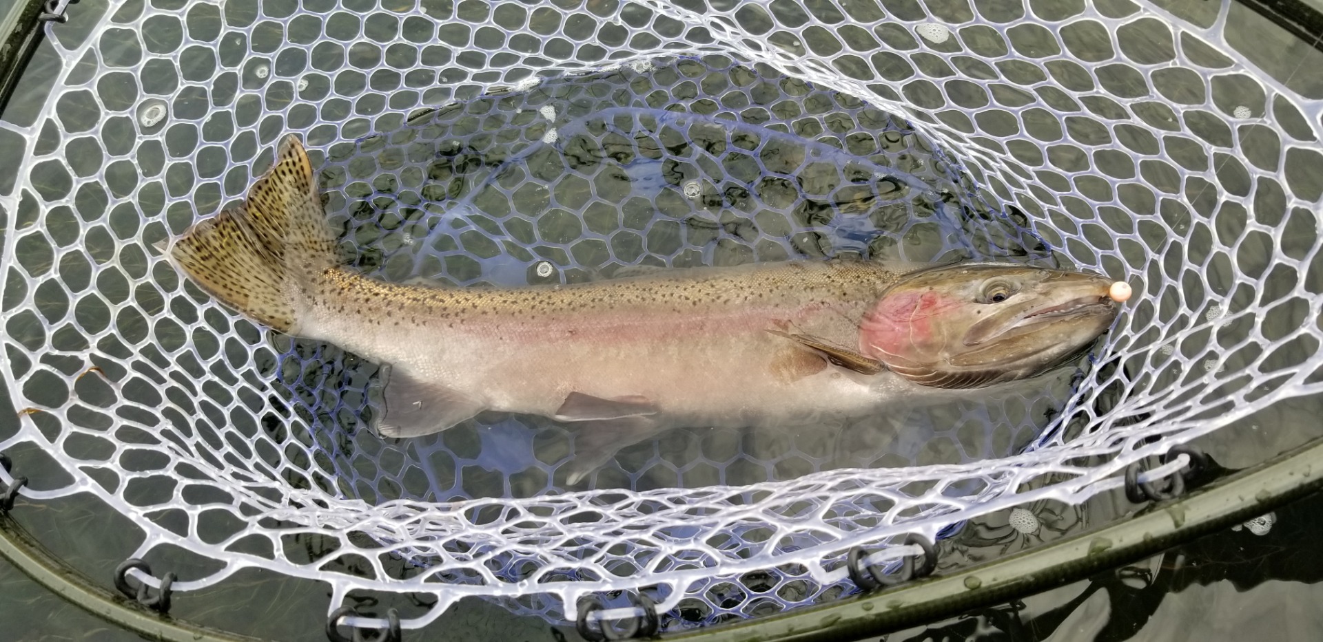 Klamath Winter Steelhead Fishing on the Fly