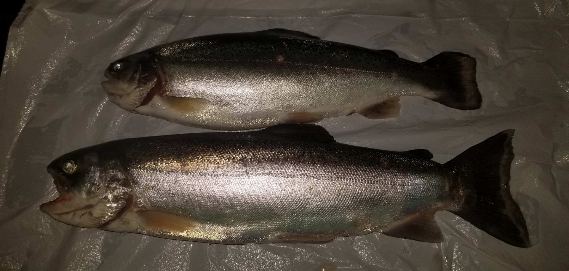 Shasta Lake Trout biting in rain