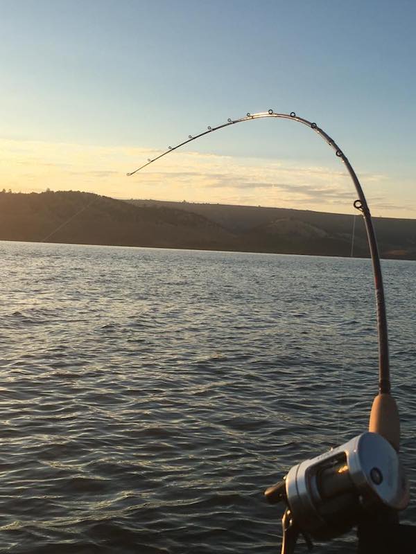 300 Pounds of Rainbow Trout Stocked at New Melones Lake