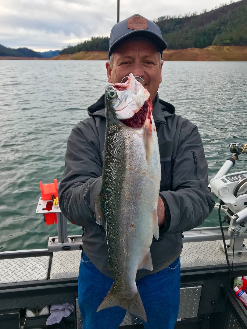 Shasta Lake trout are looking good!
