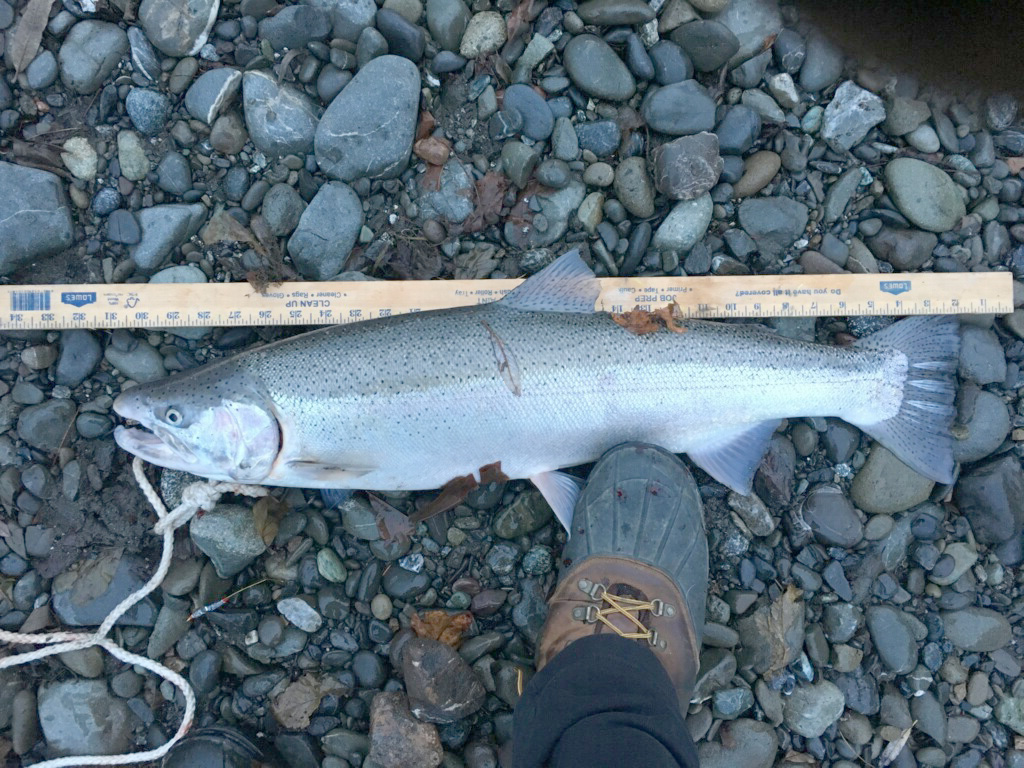 High Water Steelhead Fishing: Plunking