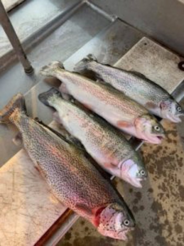 Lake Camanche Fishing Report 1-6-2019
