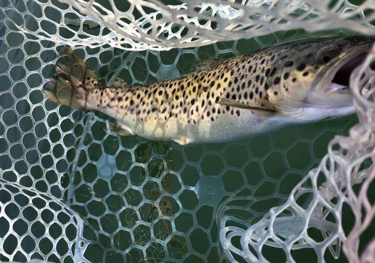 Brown Catch and Release at Lake Almanor 