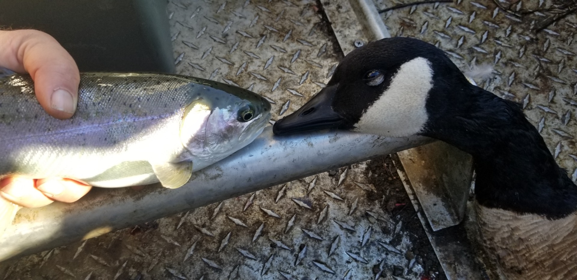 Klamath River Cast and Blast 