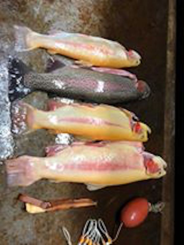 3 Lightening & 1 Rainbow Trout 