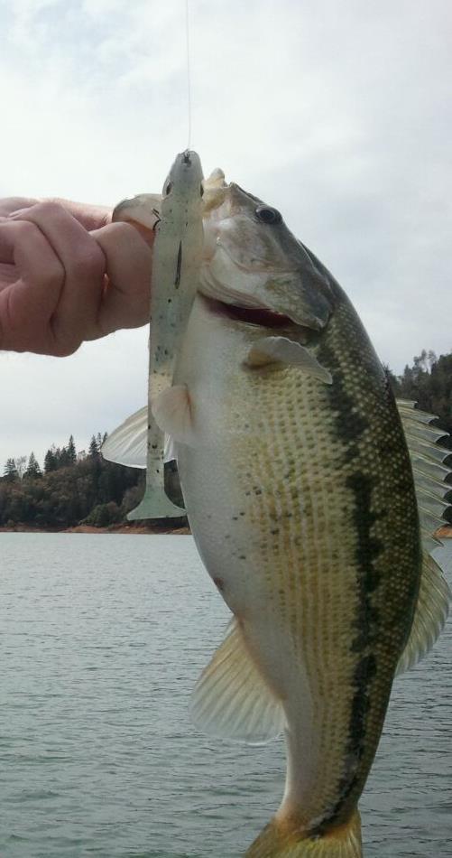 Fishing - Chetco River Steelhead Fair - Lower Rogue River Kicking