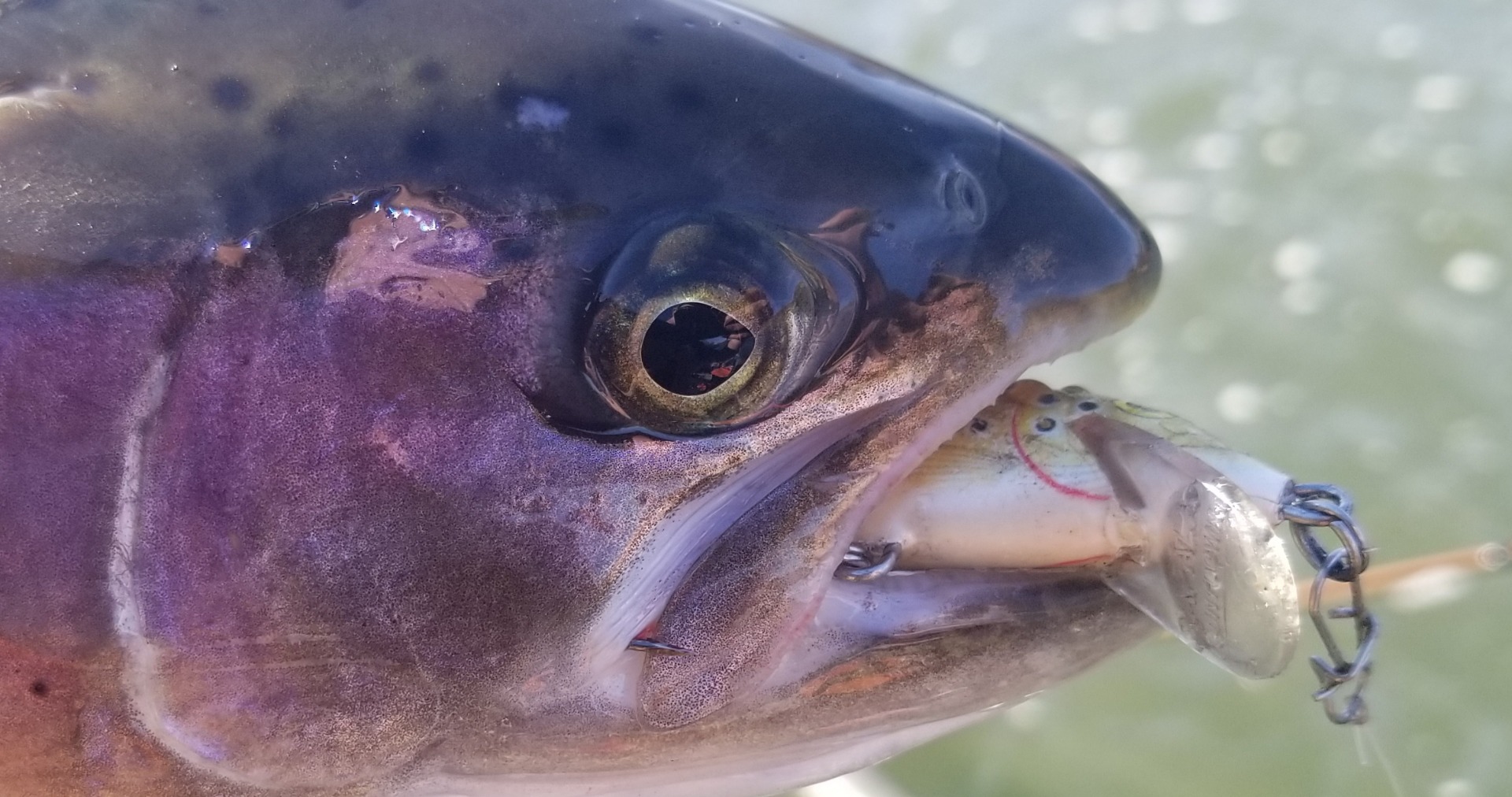 Klamath Steelhead love the Carpspit 