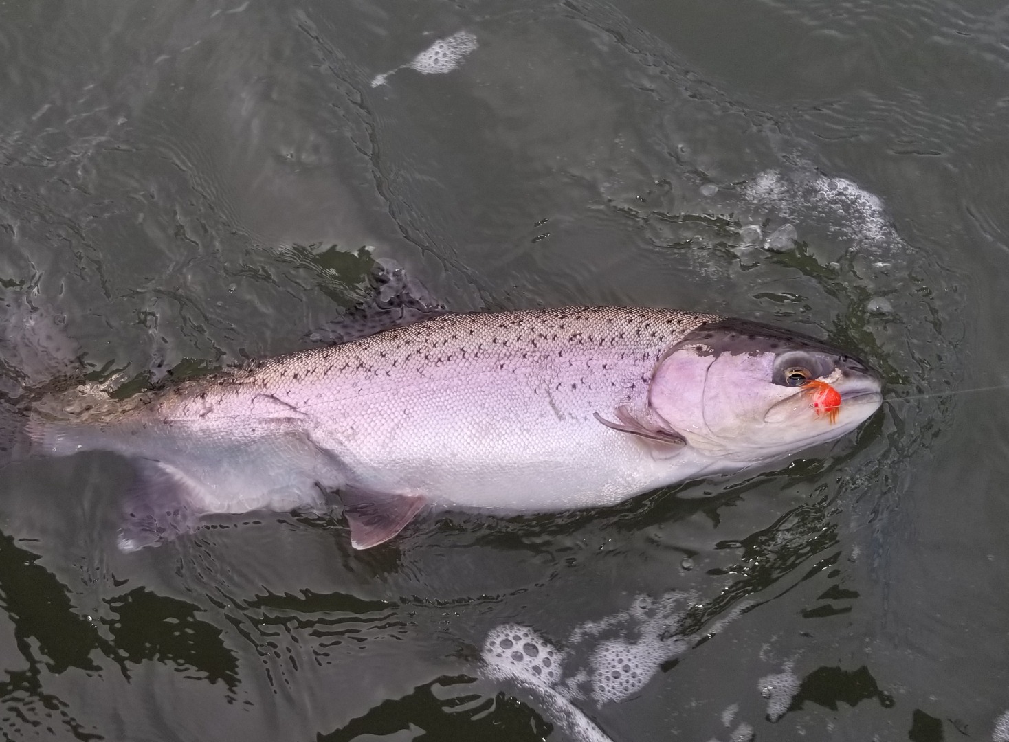 Klamath Steelhead under the indicator 