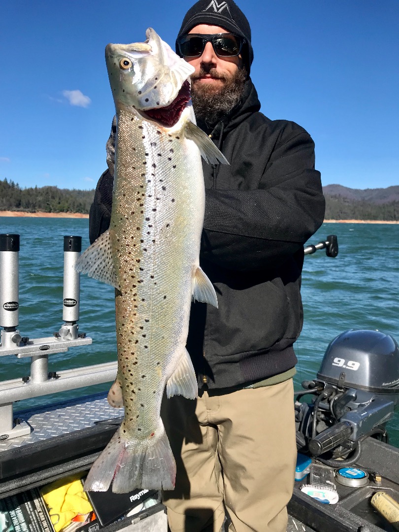 Shasta Lake trophy browns!