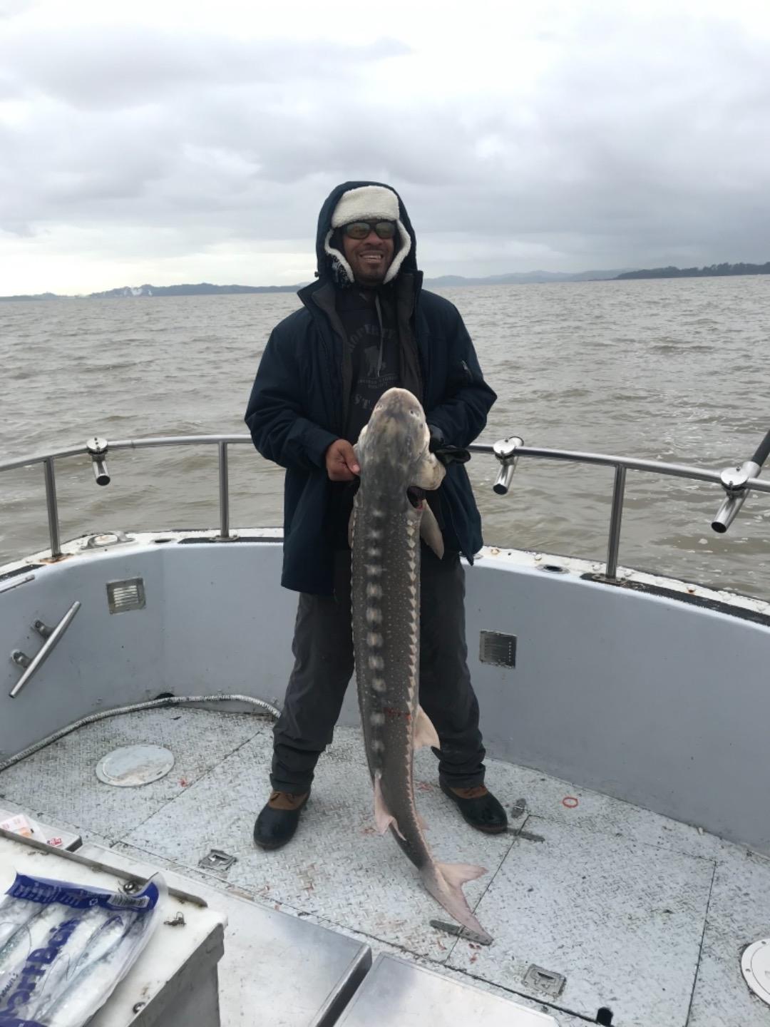 San Pablo bay sturgeon 