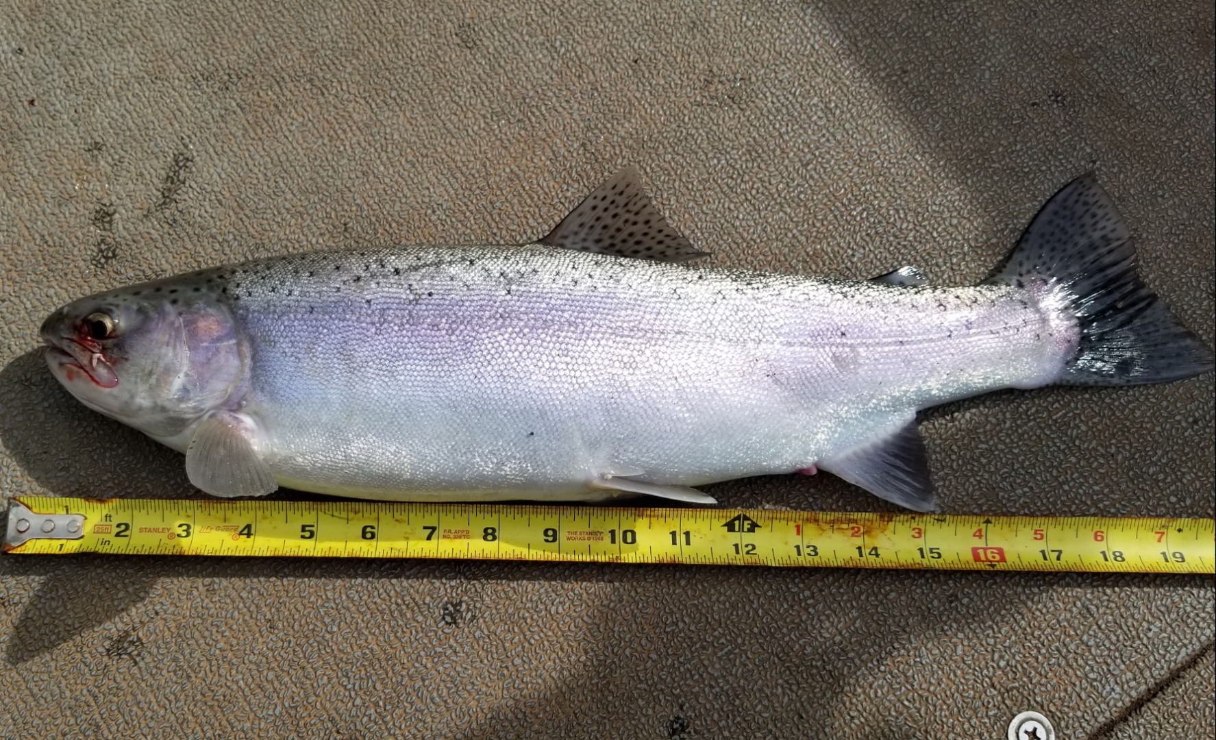 A Lake with Fat Trout 
