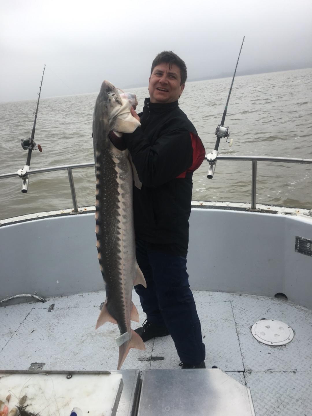 Sturgeon in San Pablo Bay