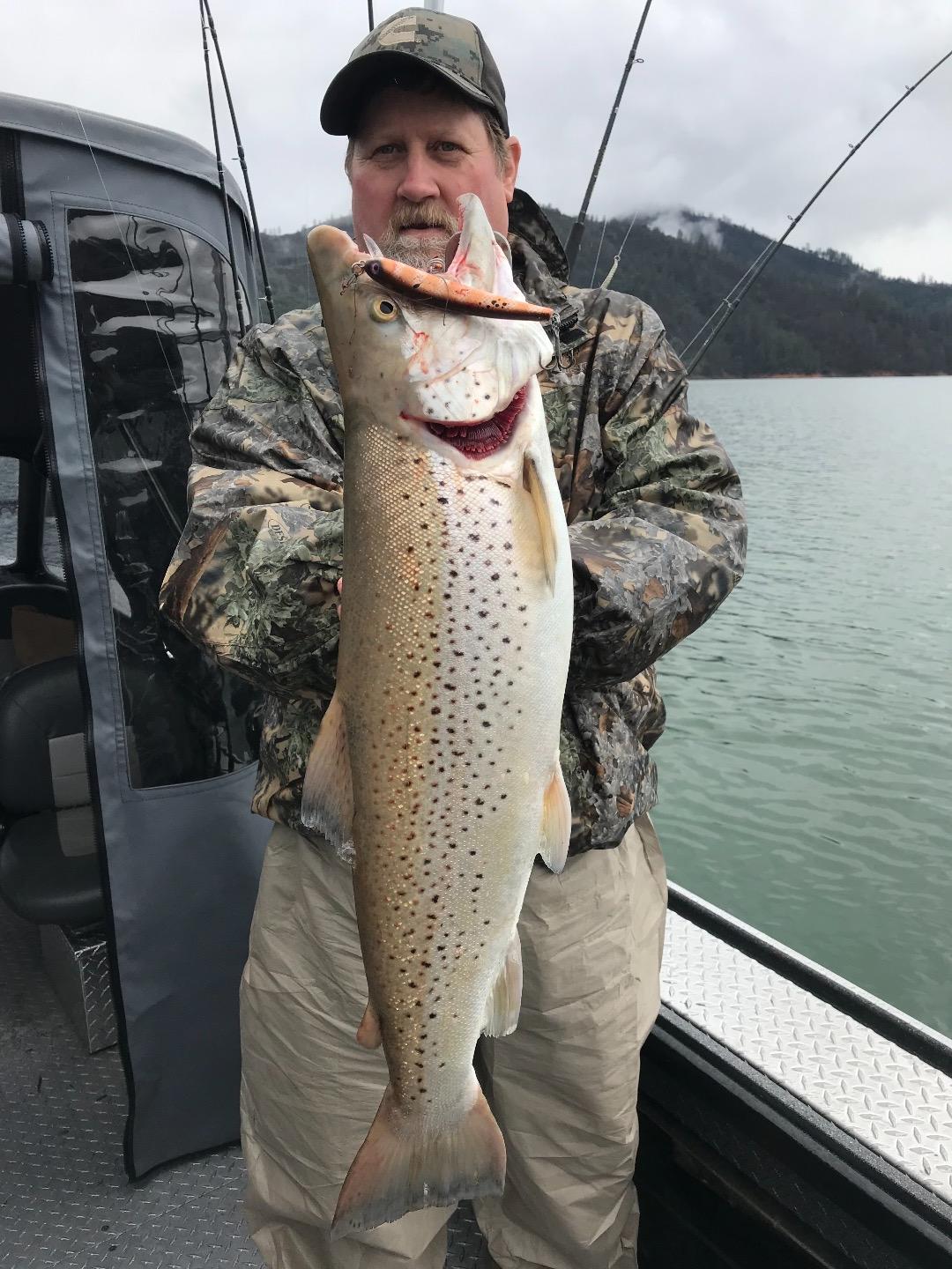 Shasta Lake lunker browns are biting!