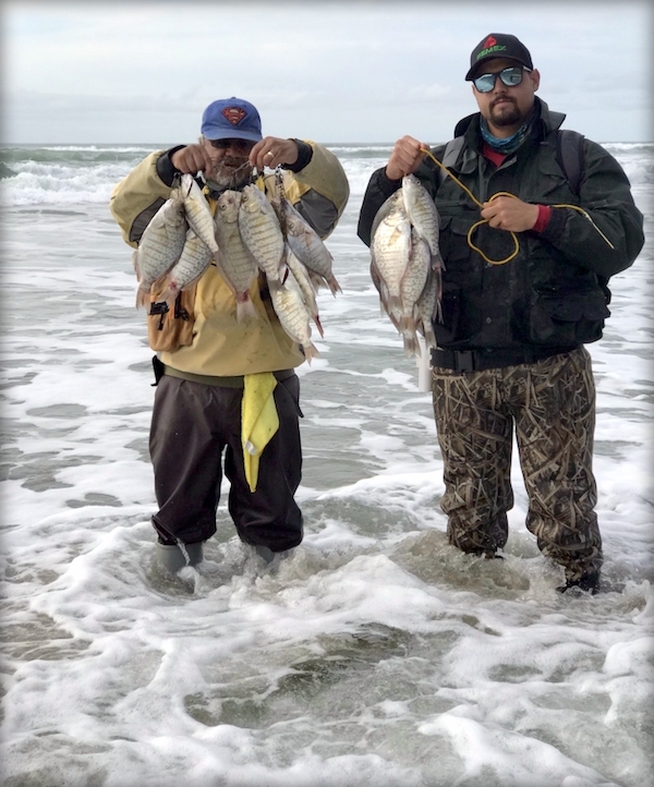 barred surfperch