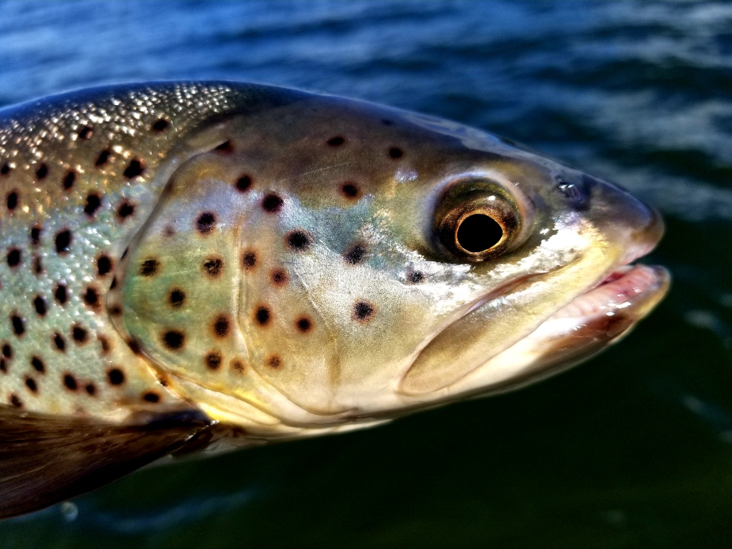 Siskiyou Browns biting again 