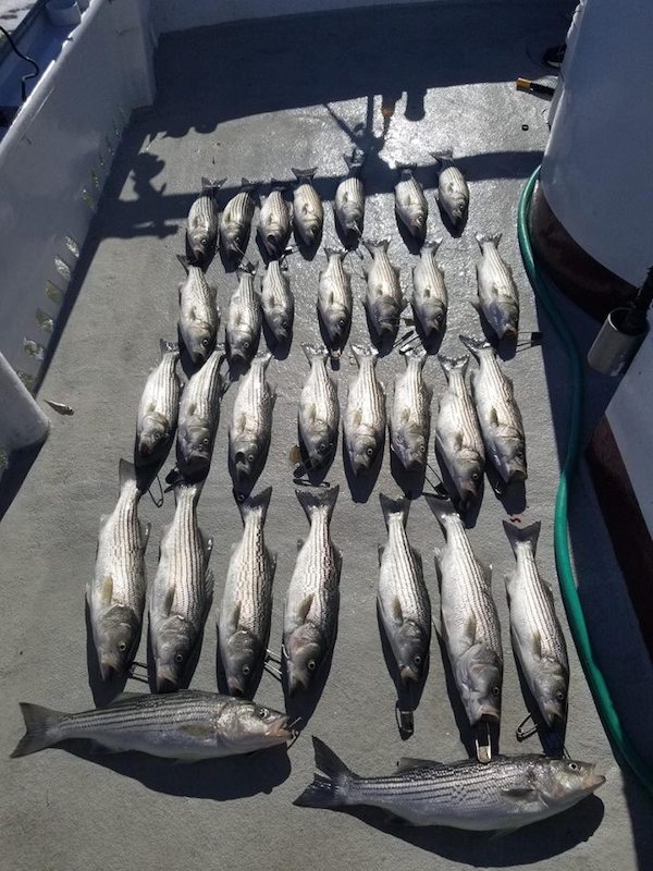 Wide Open Bite on Stripers 