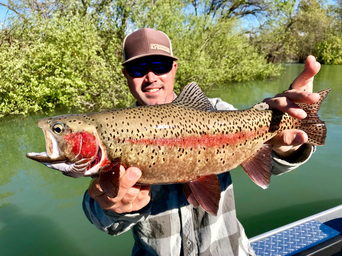 Hot rainbow fishing on the Sac!