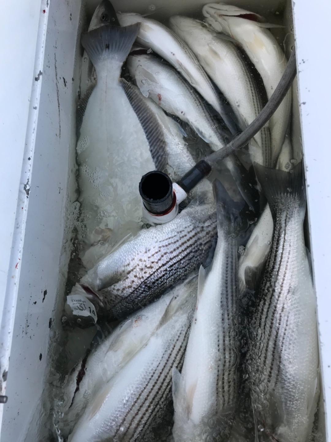 Red Hot SF Bay Stripers!