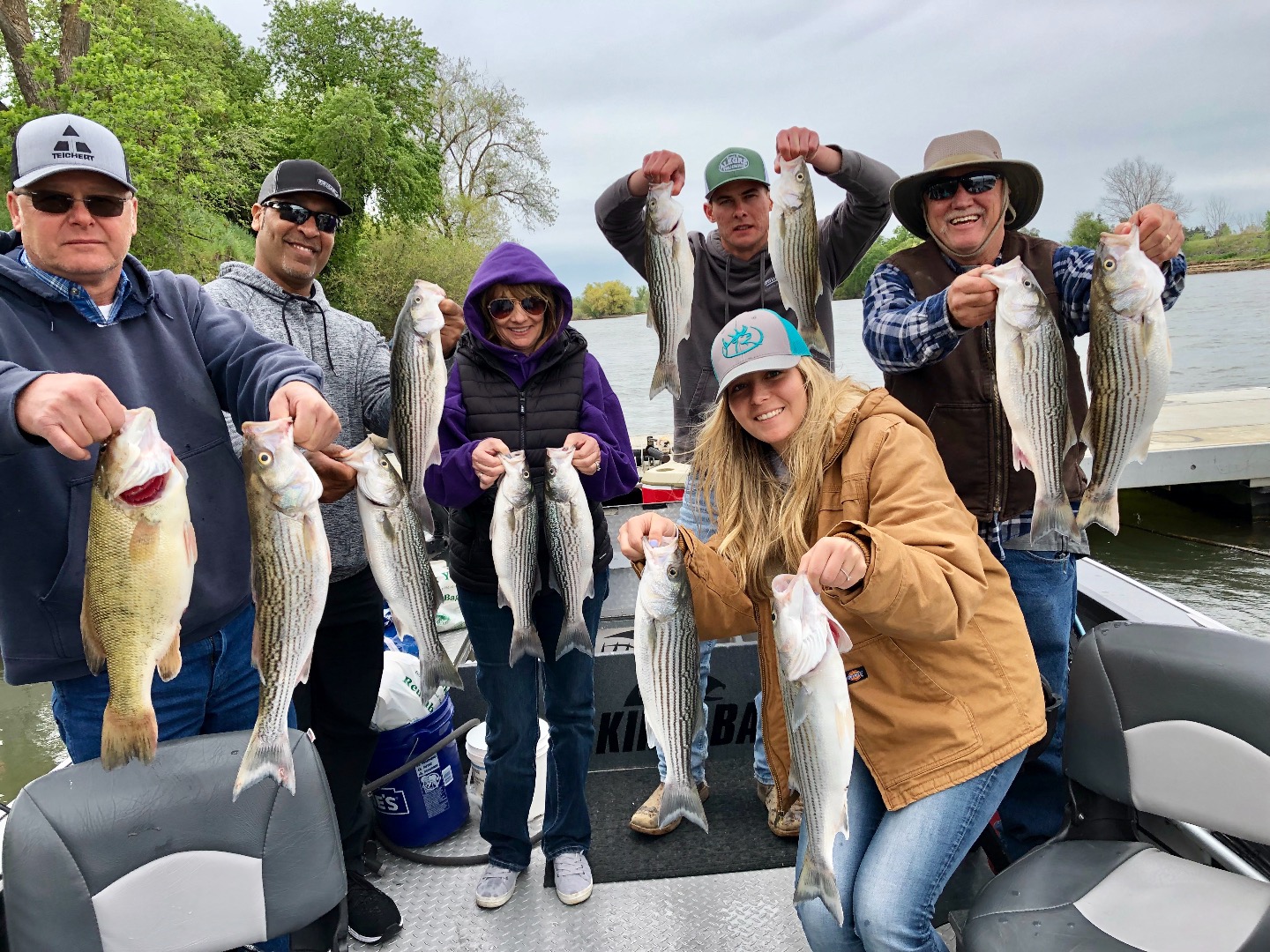 Striper bite builds with heavy flows