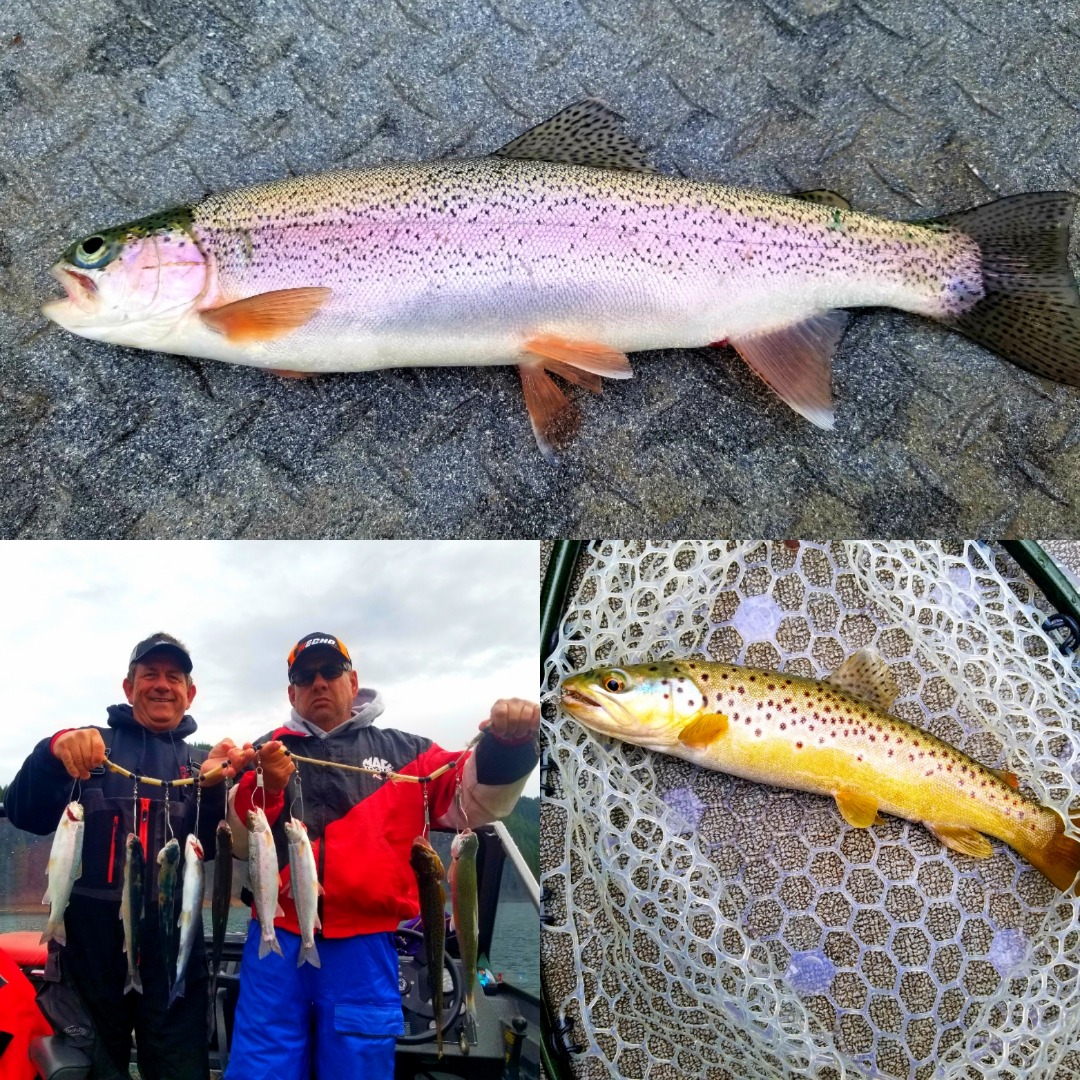 Tasty McClould Trout on the bite