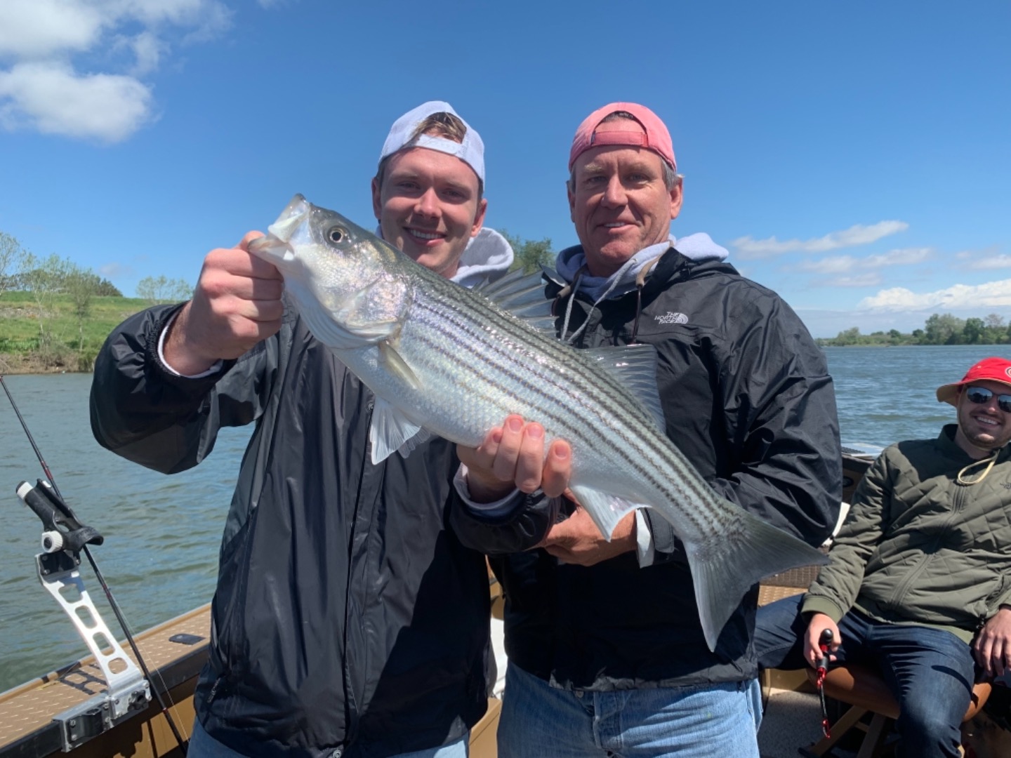 Bigger striped bass are here!