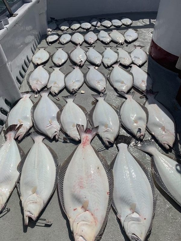 So Much Halibut Action 