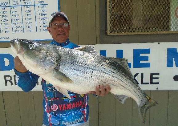 30 Lb. Striped Bass