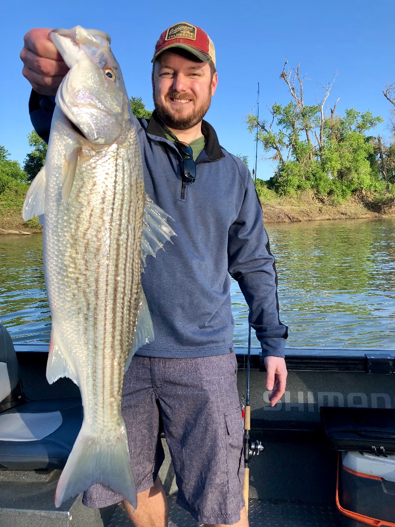 Colusa Striper bite still strong!