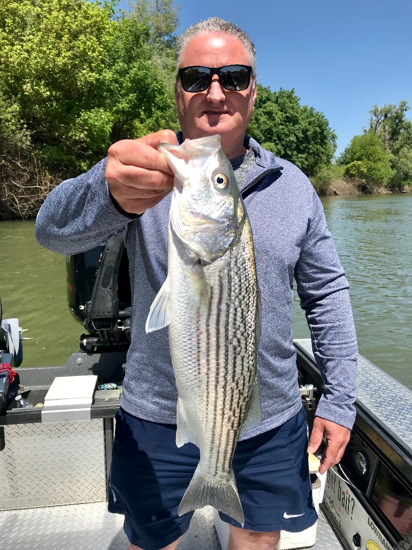 Busy weekend on the Sac River for Striper anglers.