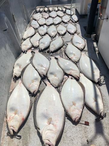 Live bait Halibut 