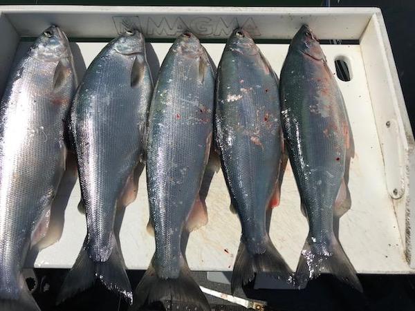 New Melones Anglers Report